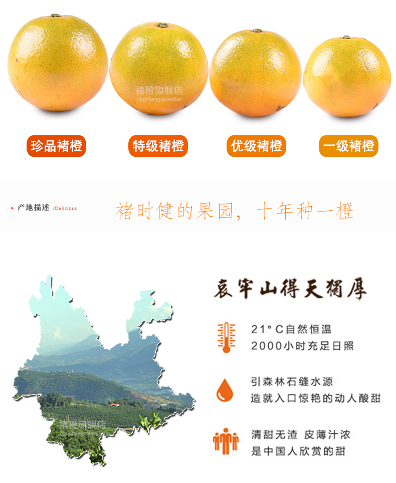 冰糖橙褚时健橙褚橙图片