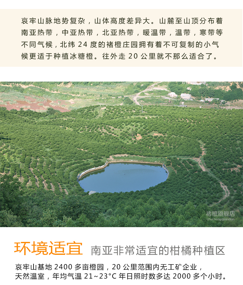冰糖橙褚时健橙褚橙图片