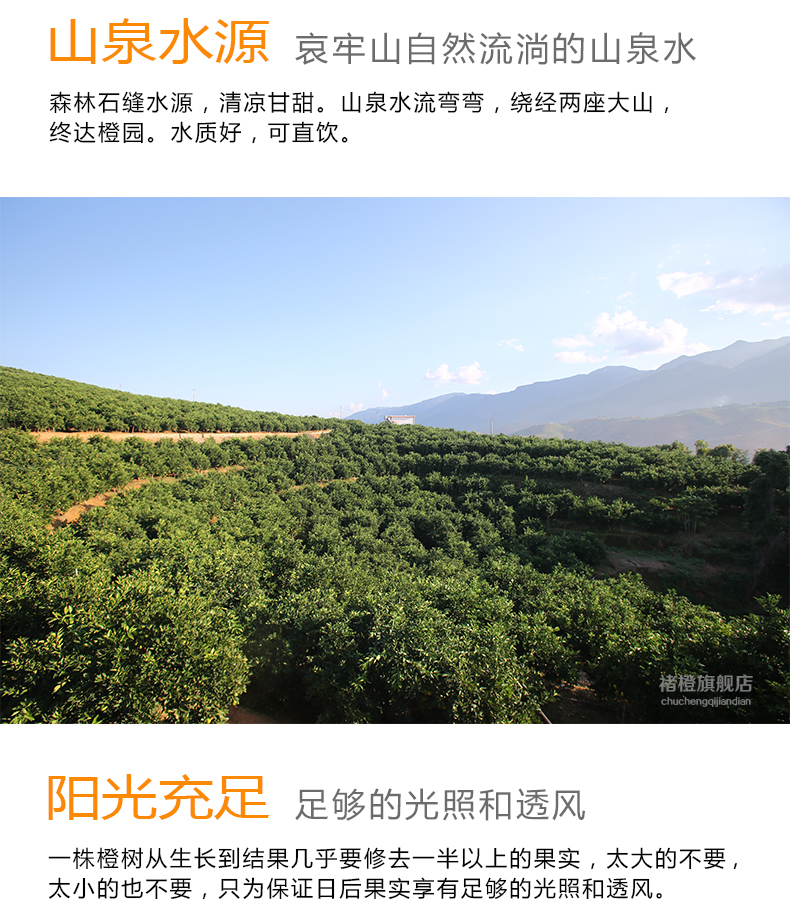 冰糖橙褚时健橙褚橙图片