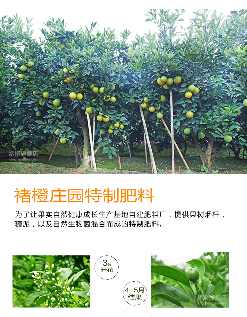 冰糖橙褚时健橙褚橙图片