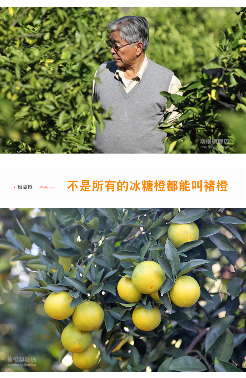 冰糖橙褚时健橙褚橙图片