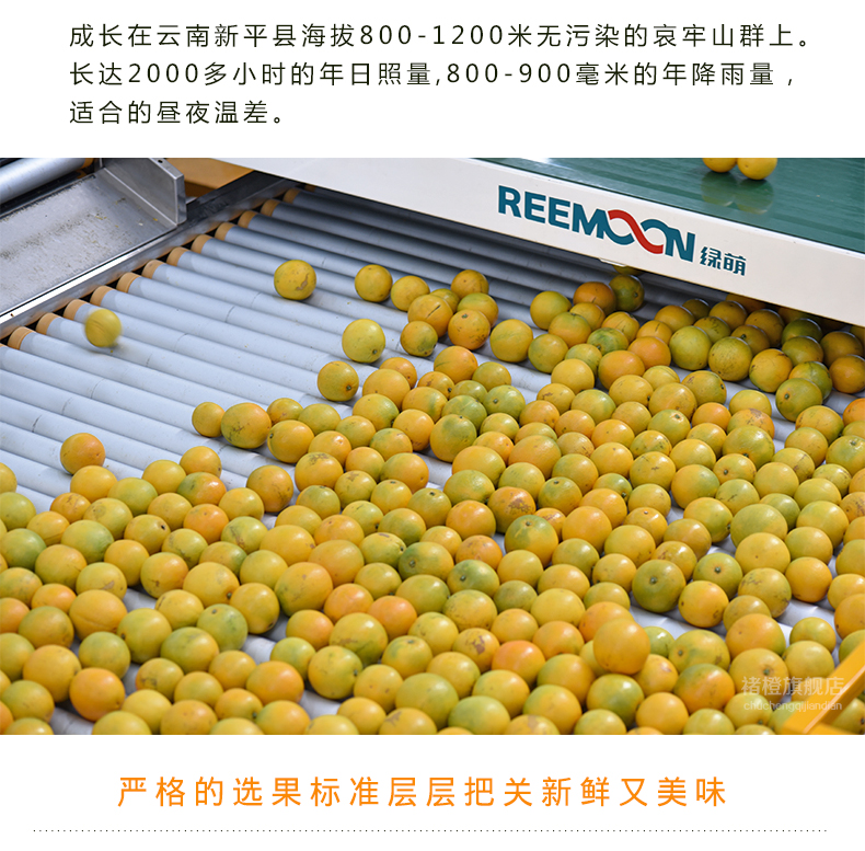 冰糖橙褚时健橙褚橙图片